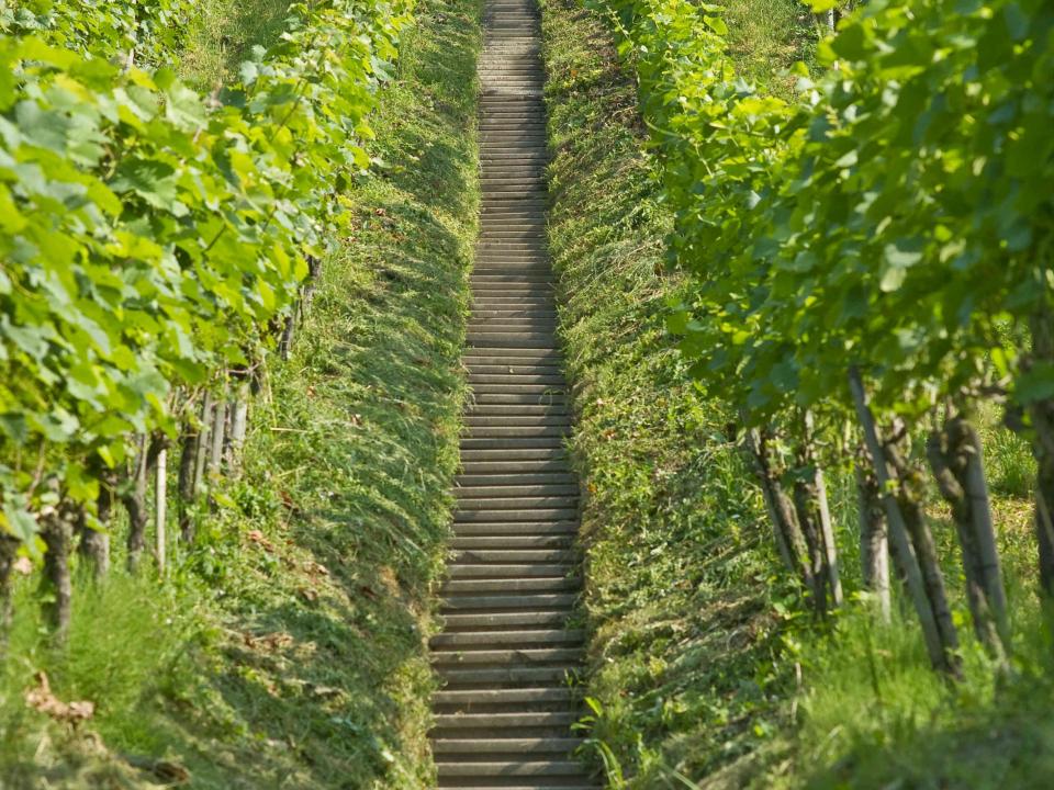 Stufen im Weinberg