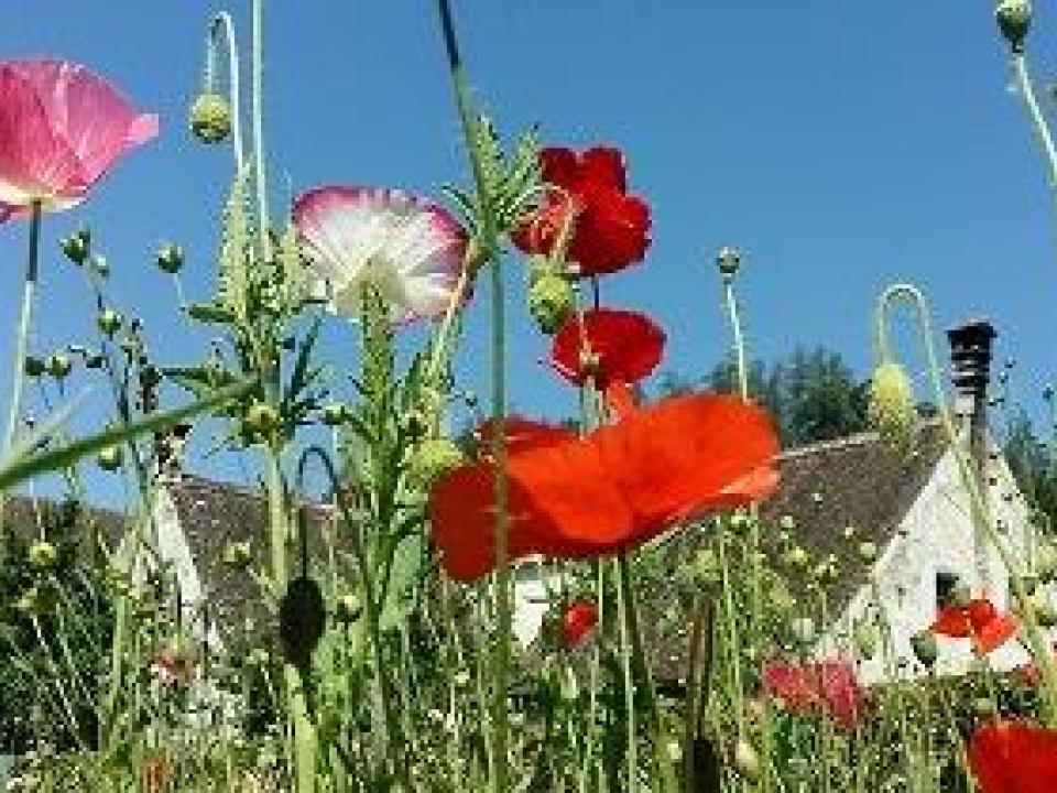 Mohnblume