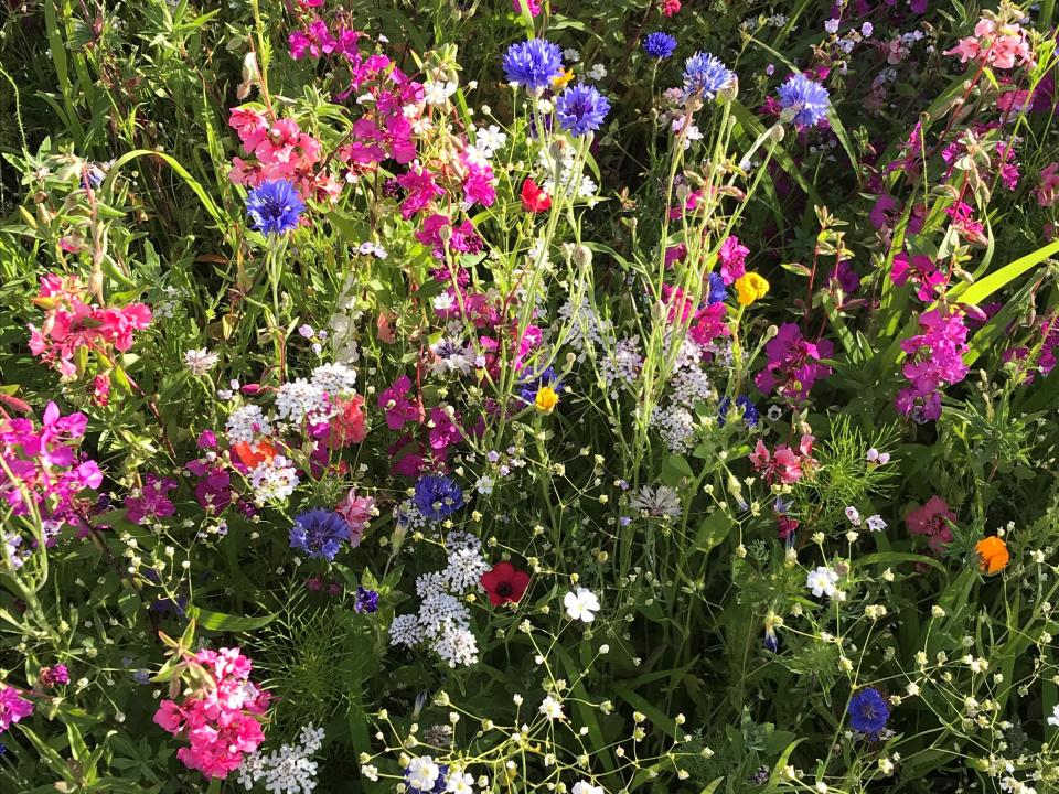 Fördere Biodiversität