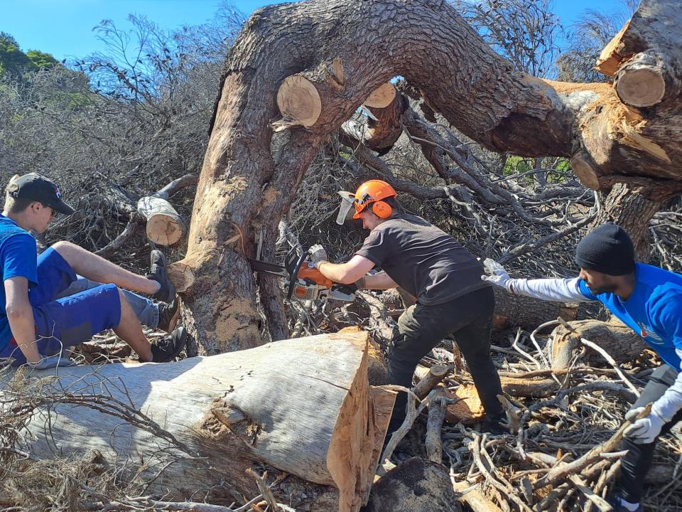Teamwork mit dem riesigen Baum