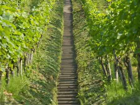 Stufen im Weinberg