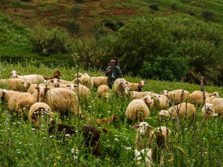 Der hilfreiche Link 12 - Tiere