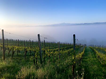 Als Paar im Weinberg