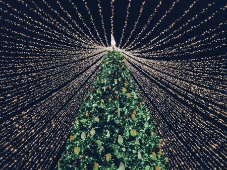 Ein Stammbaum der Hoffnung