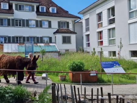 Begegnung mit Eselin
