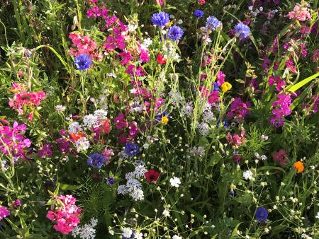 Fördere Biodiversität