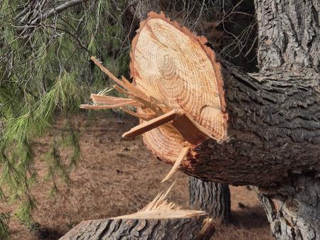 Holzfällen im Garten eines Einwohners für Holz im Winter zum Verfeuern