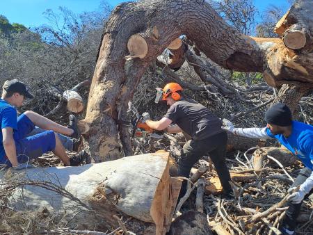 Teamwork mit dem riesigen Baum