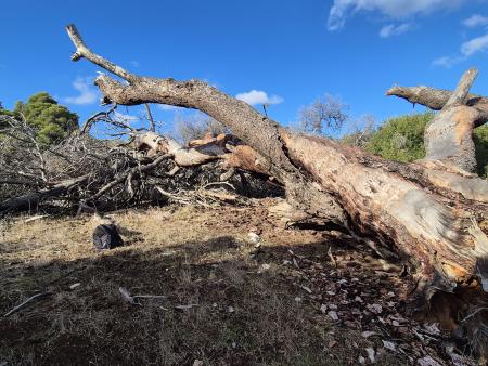 Einen umgefallenen Baum zerschneiden für Feuerholz mitten in der Einsamkeit - 1 Tag ohne Handyempfang