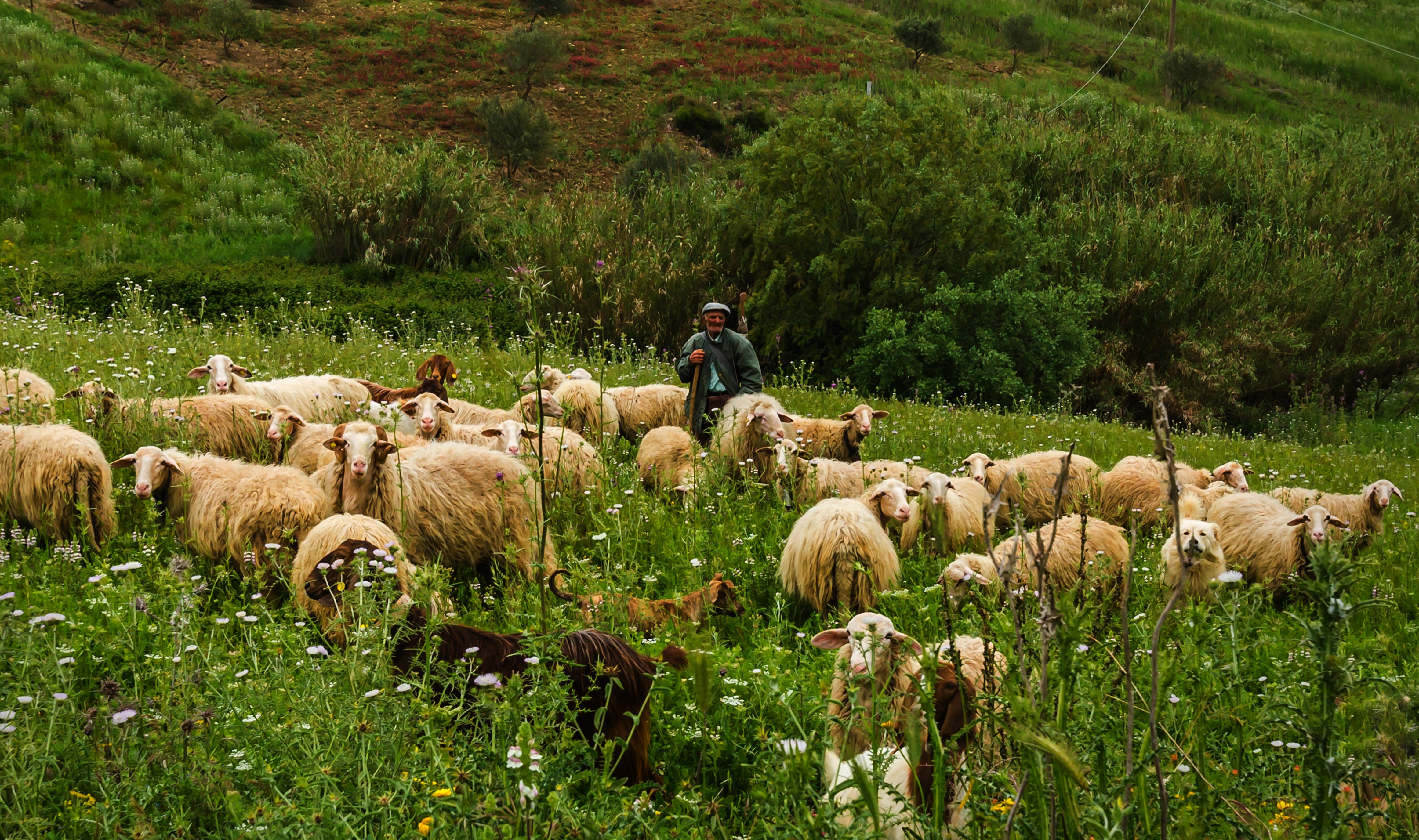 Schafe und Hirt